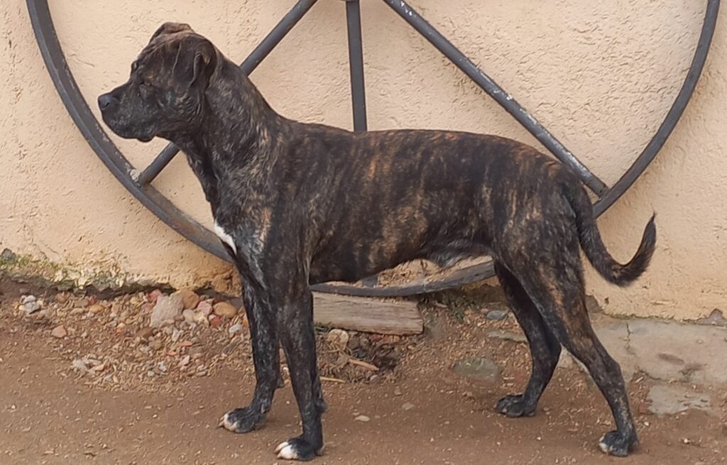 criadero de alano español