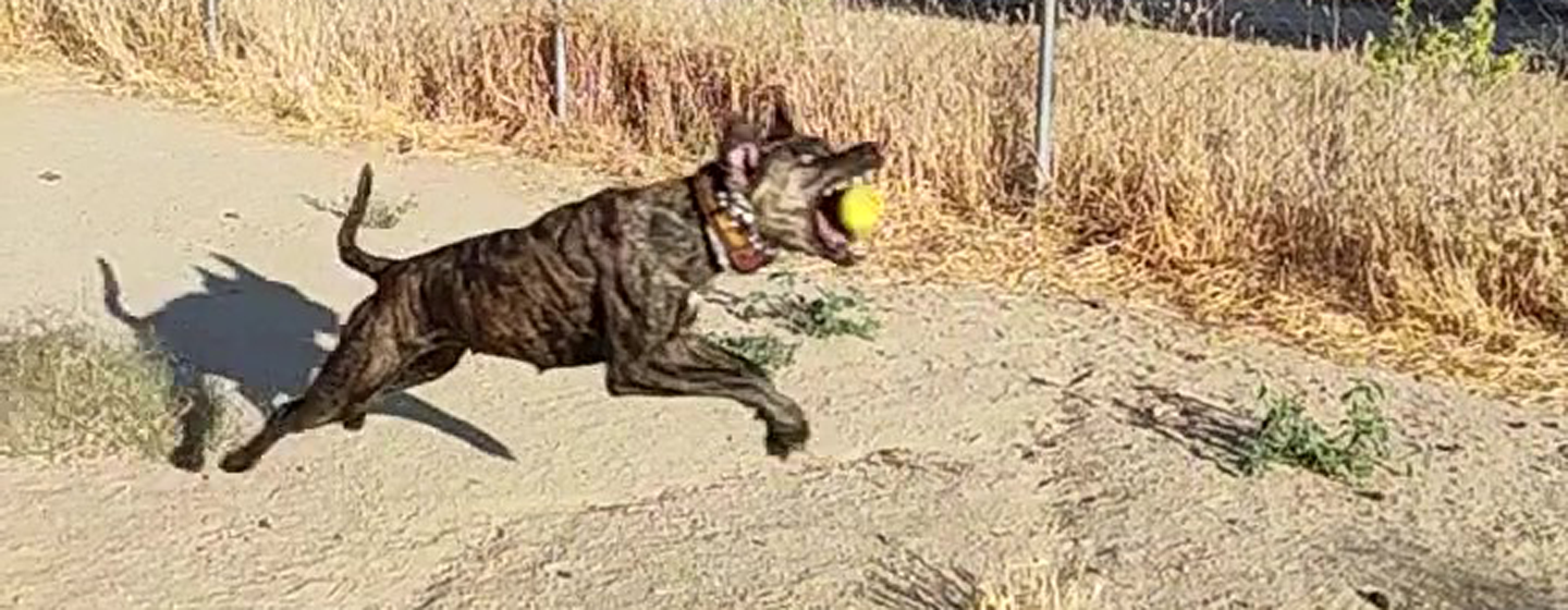 criadero de alano español