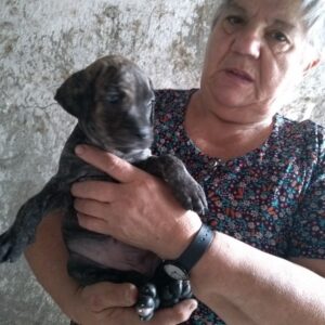 Cachorros alano español