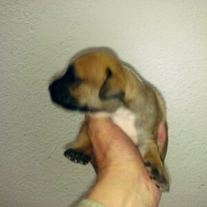 Cachorros alano español