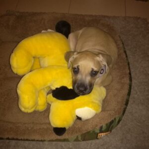 Cachorros alano español