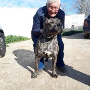 criadero alano español