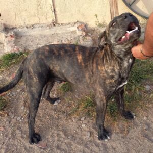 criadero alano español