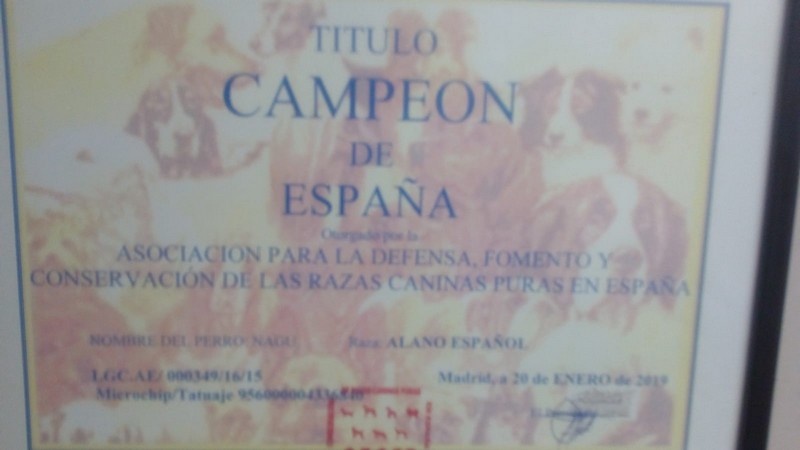 criadero de alano español