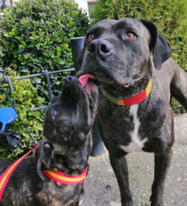 Cachorros alano español