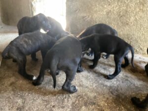 Cachorros alano español