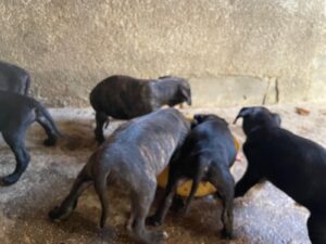 Cachorros alano español