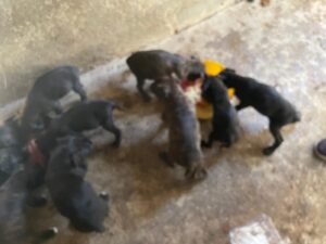 Cachorros alano español