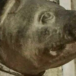 Historia del alano español